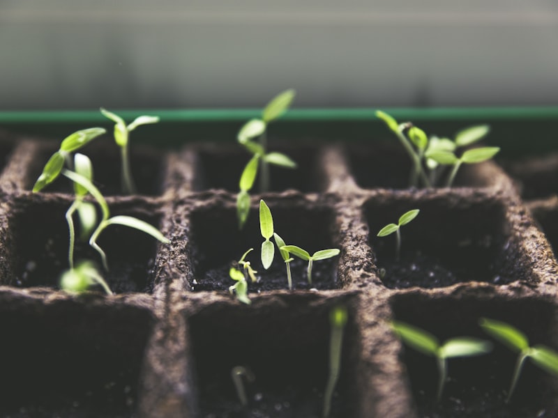 Seedlings growing in nursery trays during construction